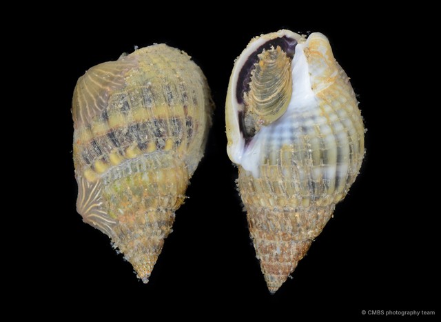 Nassarius livescens•&copy; CMBS photography team•All Rights Reserved