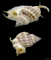 Nassarius nodiferus•&copy; Rene Ong•All Rights Reserved