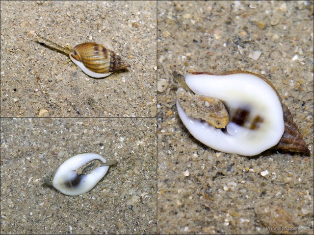 Nassarius pullus•&copy; Ria Tan•All Rights Reserved