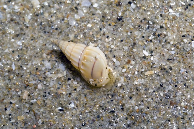 Nassarius teretiusculus•&copy; Ria Tan•All Rights Reserved