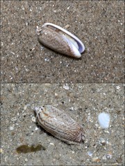 Oliva mustelina virgata•&copy; Ria Tan•All Rights Reserved