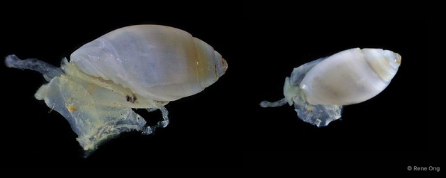 Olivella micula•&copy; Rene Ong•All Rights Reserved
