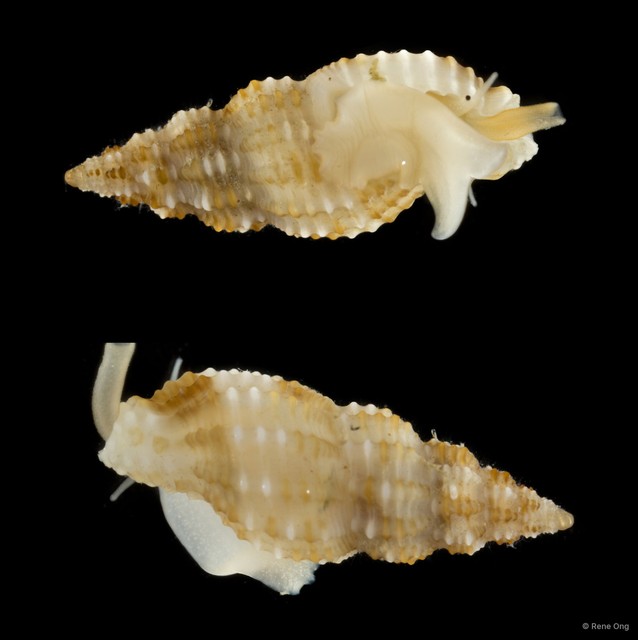 Raphitomidae sp. "fa1628b2"•&copy; Rene Ong•All Rights Reserved