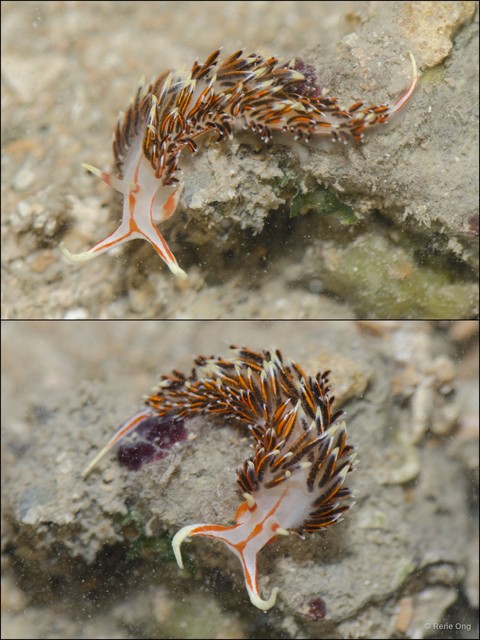Aeolidioidea sp. "912ca940"•&copy; Rene Ong•All Rights Reserved