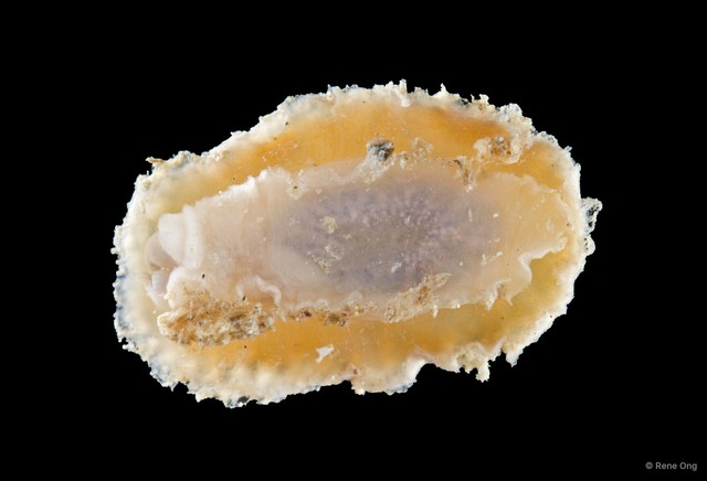 Doridoidea sp. "Dorid nudibranch 2"•&copy; Rene Ong•All Rights Reserved