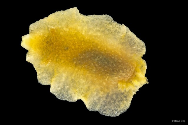 Doridoidea sp. "Dorid nudibranch 3"•&copy; Rene Ong•All Rights Reserved