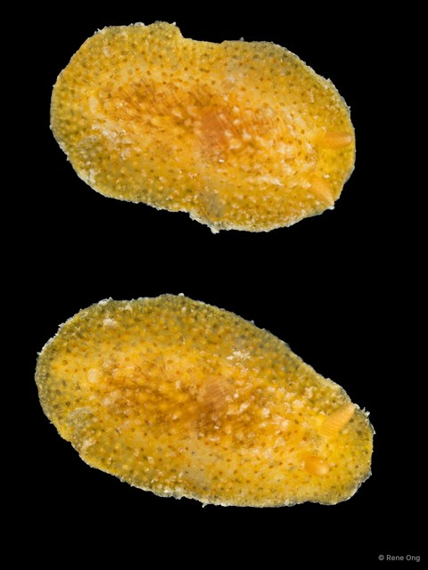 Doridoidea sp. "Dorid nudibranch 4"•&copy; Rene Ong•All Rights Reserved