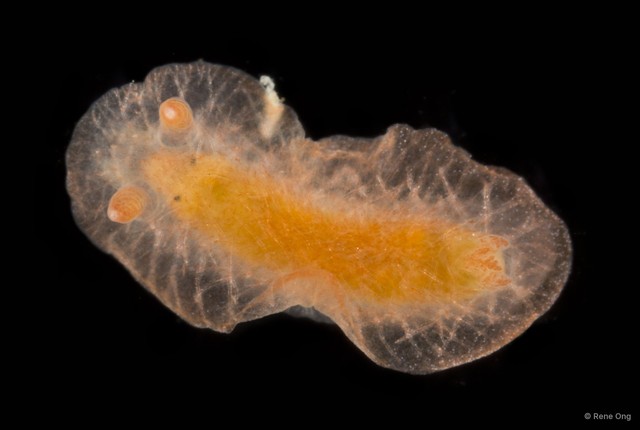 Doridina sp. "Nudibranch 1"•&copy; Rene Ong•All Rights Reserved