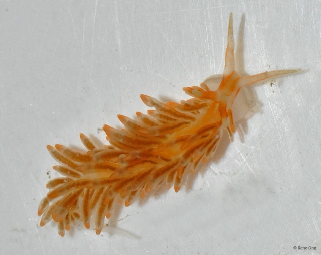 Doridina sp. "Nudibranch 5"•&copy; Rene Ong•All Rights Reserved