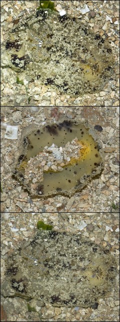 Doridina sp. "Nudibranch 8"•&copy; Rene Ong•All Rights Reserved