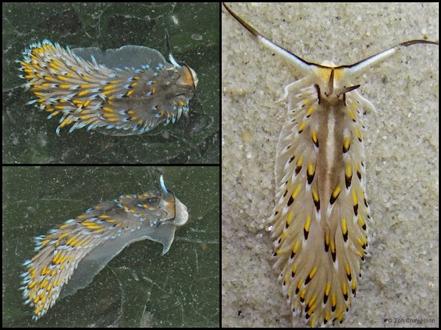Cerberilla asamusiensis•&copy; Toh Chay Hoon•All Rights Reserved