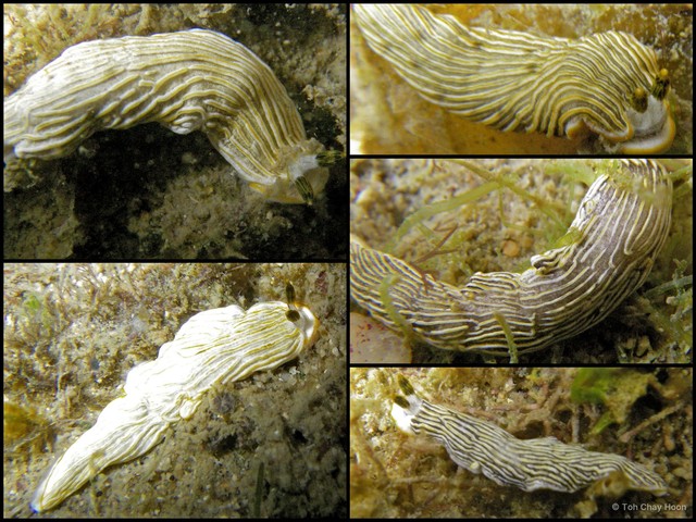 Dermatobranchus albus•&copy; Toh Chay Hoon•All Rights Reserved