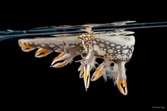 Bornella anguilla•&copy; Rene Ong•All Rights Reserved