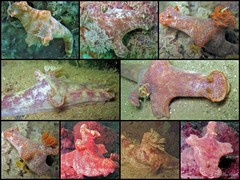 Ceratosoma gracillimum•&copy; Toh Chay Hoon•All Rights Reserved