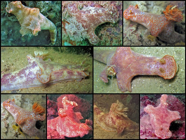 Ceratosoma gracillimum•&copy; Toh Chay Hoon•All Rights Reserved