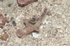 Ceratosoma gracillimum•&copy; Rene Ong•All Rights Reserved