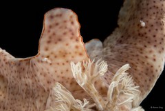 Ceratosoma gracillimum•&copy; Rene Ong•All Rights Reserved