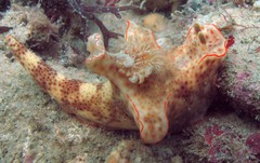 Ceratosoma gracillimum•&copy; REL•All Rights Reserved
