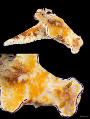 Ceratosoma gracillimum•&copy; Rene Ong•All Rights Reserved