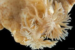 Ceratosoma gracillimum•&copy; Rene Ong•All Rights Reserved