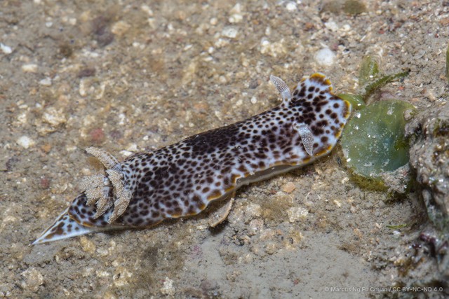 Chromodoris mandapamensis•&copy; Marcus Ng Fu Chuan•CC BY-NC-ND 4.0