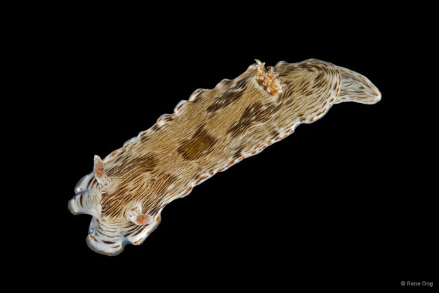 Chromodoris striatella•&copy; Rene Ong•All Rights Reserved