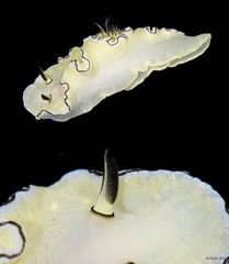 Doriprismatica atromarginata•&copy; Rene Ong•All Rights Reserved