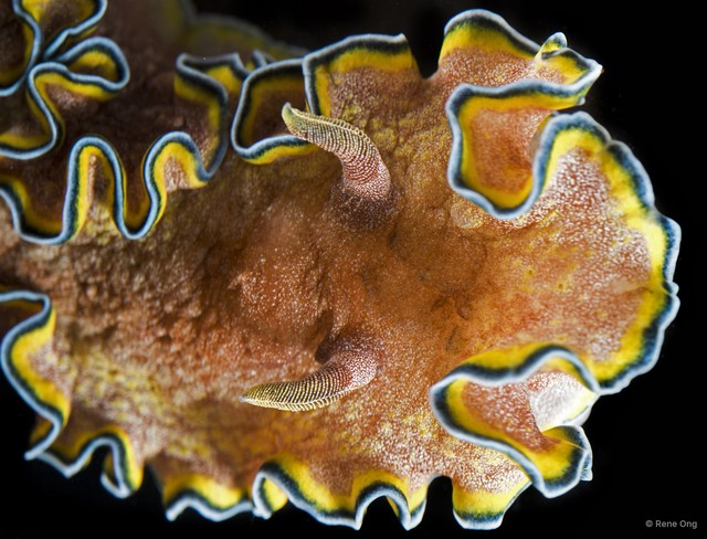 Glossodoris cincta•&copy; Rene Ong•All Rights Reserved