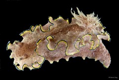 Glossodoris cincta•&copy; Rene Ong•All Rights Reserved