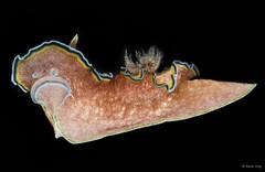 Glossodoris cincta•&copy; Rene Ong•All Rights Reserved
