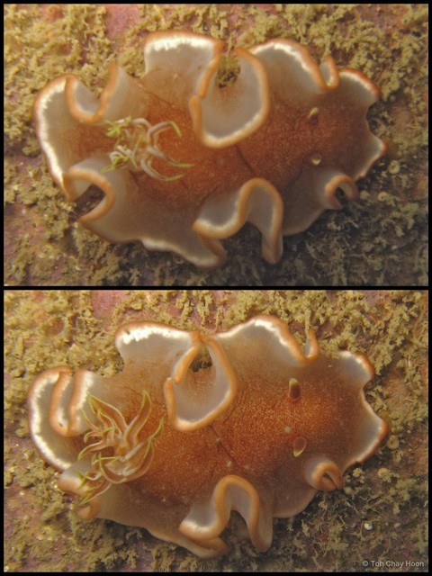 Glossodoris rufomarginata•&copy; Toh Chay Hoon•All Rights Reserved