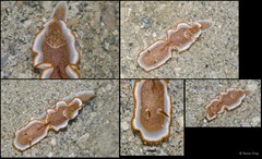 Glossodoris rufomarginata•&copy; Rene Ong•All Rights Reserved