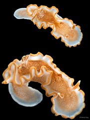 Glossodoris rufomarginata•&copy; Rene Ong•All Rights Reserved