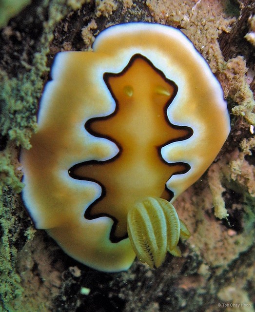 Goniobranchus coi•&copy; Toh Chay Hoon•All Rights Reserved