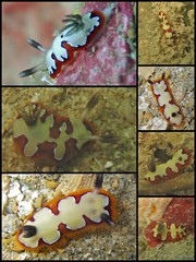 Goniobranchus fidelis•&copy; Toh Chay Hoon•All Rights Reserved