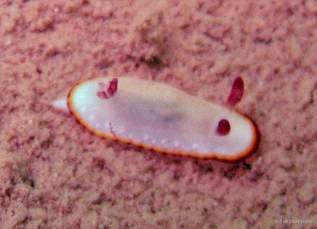 Goniobranchus sinensis•&copy; Toh Chay Hoon•All Rights Reserved