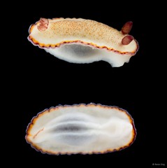Goniobranchus sinensis•&copy; Rene Ong•All Rights Reserved