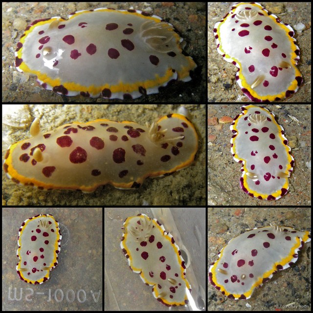 Goniobranchus tumuliferus•&copy; Toh Chay Hoon•All Rights Reserved
