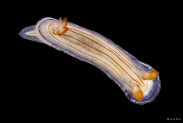 Hypselodoris sp. "69cdcf9c"•&copy; Rene Ong•All Rights Reserved