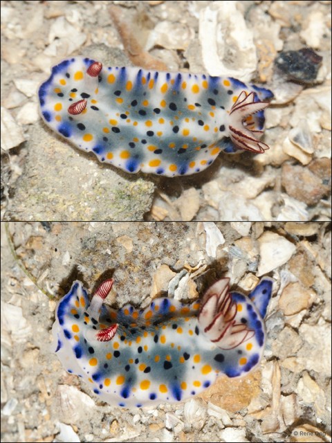 Hypselodoris sp. "912ca8c4"•&copy; Rene Ong•All Rights Reserved
