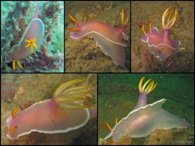 Hypselodoris bullockii•&copy; Toh Chay Hoon•All Rights Reserved