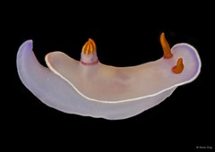 Hypselodoris bullockii•&copy; Rene Ong•All Rights Reserved