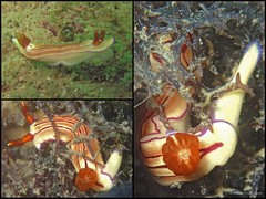 Hypselodoris emma•&copy; Toh Chay Hoon•All Rights Reserved