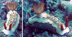 Hypselodoris emma•&copy; REL•All Rights Reserved