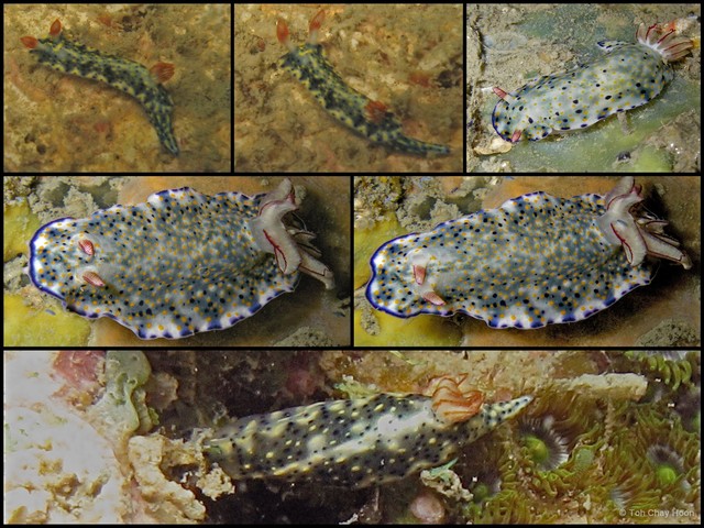 Hypselodoris infucata•&copy; Toh Chay Hoon•All Rights Reserved
