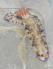 Hypselodoris infucata•&copy; Rene Ong•All Rights Reserved