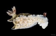 Hypselodoris infucata•&copy; Rene Ong•All Rights Reserved