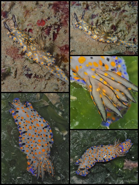 Hypselodoris kanga•&copy; Toh Chay Hoon•All Rights Reserved