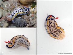 Hypselodoris maritima•&copy; Ria Tan•All Rights Reserved