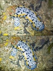 Hypselodoris maritima•&copy; Rene Ong•All Rights Reserved
